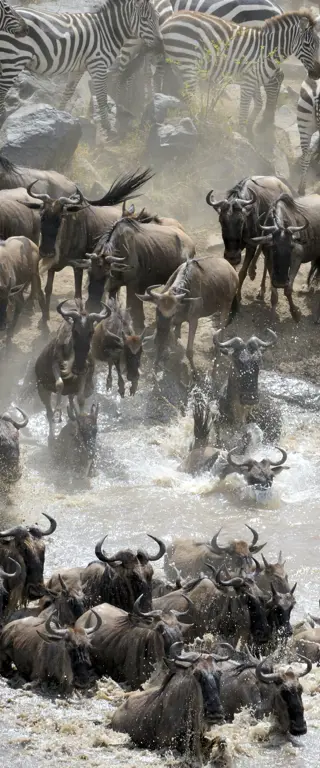 Tiermigrationen, die die Welten verbinden – Tiere in Afrika und der Welt